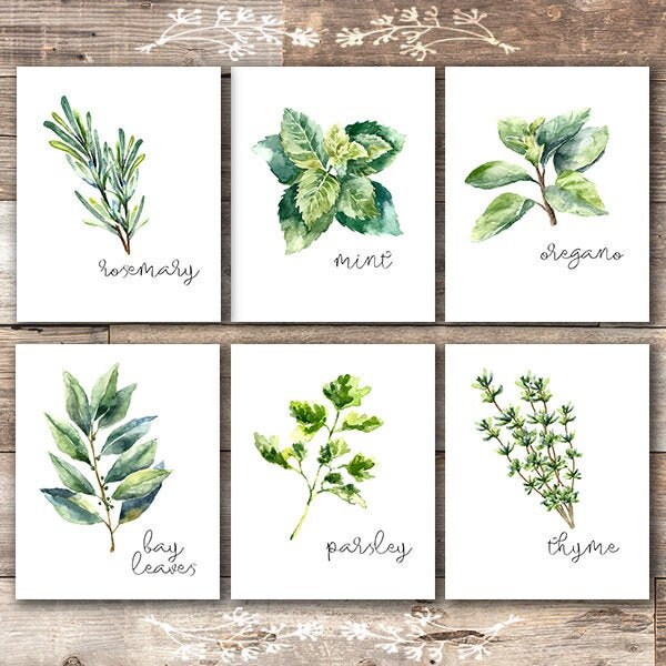 Kitchen Herbs Art Prints - Botanical Prints - (Set of 6) - 8x10s