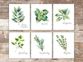 Kitchen Herbs Art Prints - Botanical Prints - (Set of 6) - 8x10s