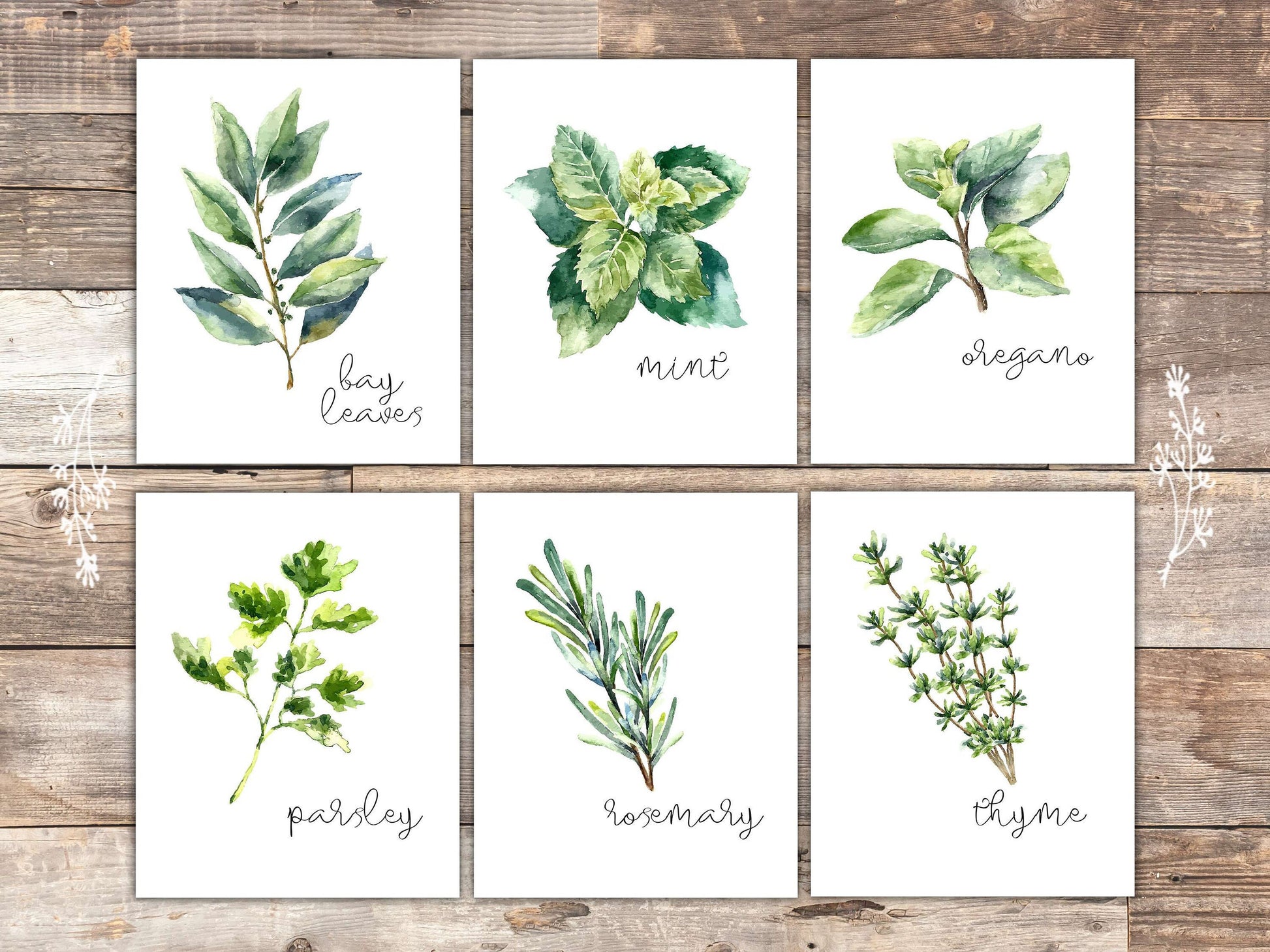 Kitchen Herbs Art Prints - Botanical Prints - (Set of 6) - 8x10s