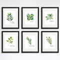 Kitchen Herbs Art Prints - Botanical Prints - (Set of 6) - 8x10s