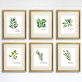 Kitchen Herbs Art Prints - Botanical Prints - (Set of 6) - 8x10s