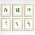 Kitchen Herbs Art Prints - Botanical Prints - (Set of 6) - 8x10s